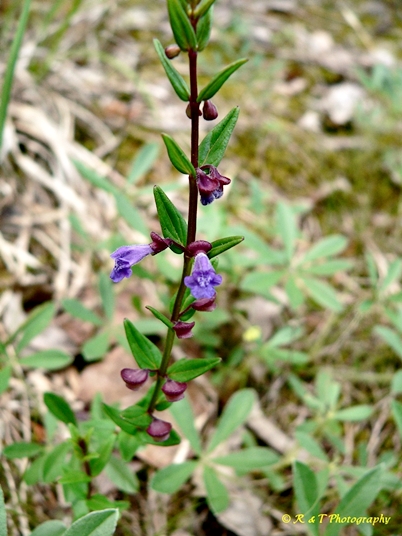 {Scutellaria leonardii}